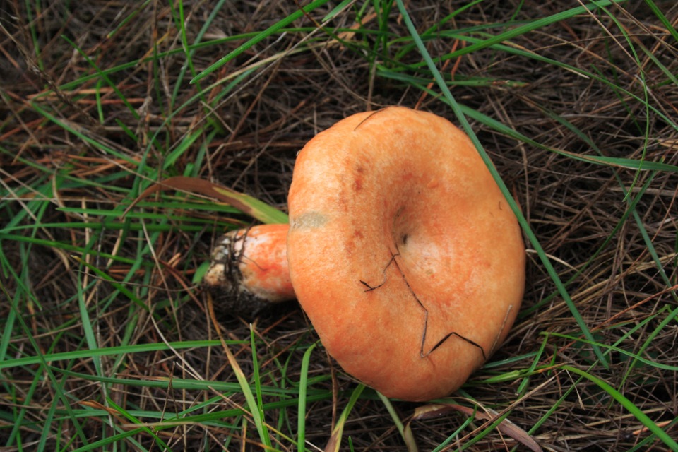 8000 километров: дожди, рыжики и Шеви-Нива — Chevrolet Niva (1G), 1,7 л ...