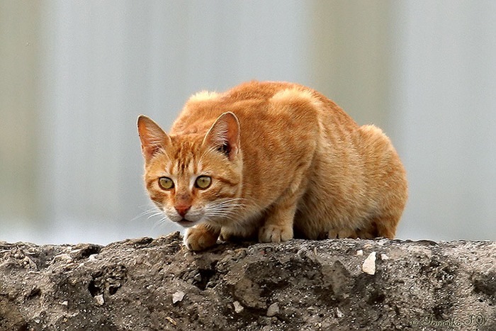 Кошка перед прыжком фото