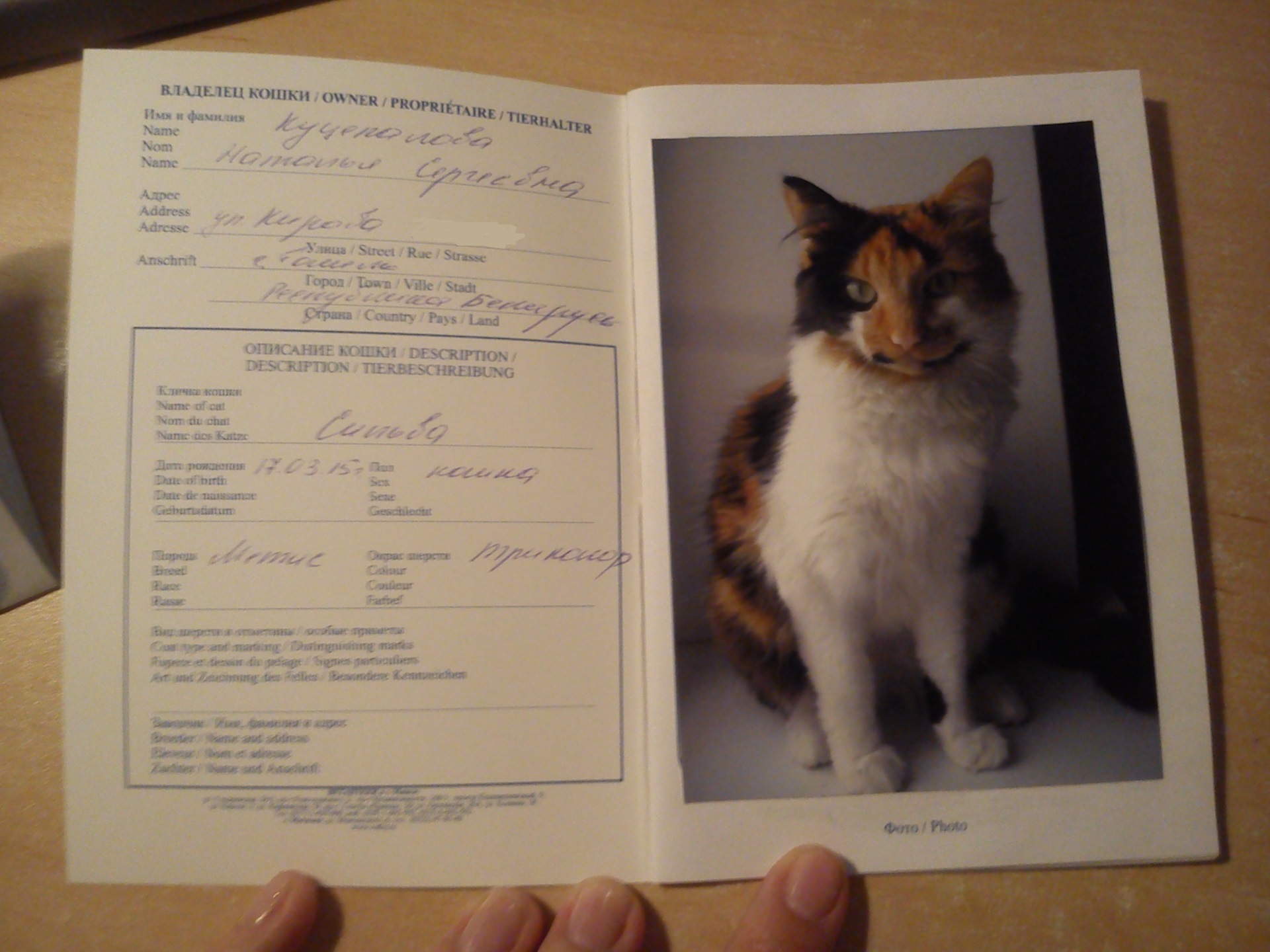 Фото в ветпаспорт для кошки