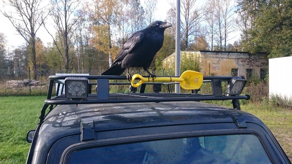 Чёрный ворон, я не твой! — Lada 4x4 3D, 1,7 л, 2015 года | наблюдение ...