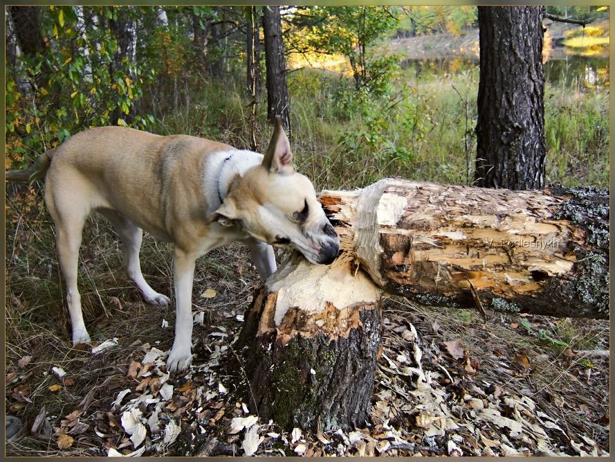 Собака грызет палку. Собака грызет палку. Собака приносит палку. Собака грызет палку. Лабрадор ретривер с палкой в зубах.