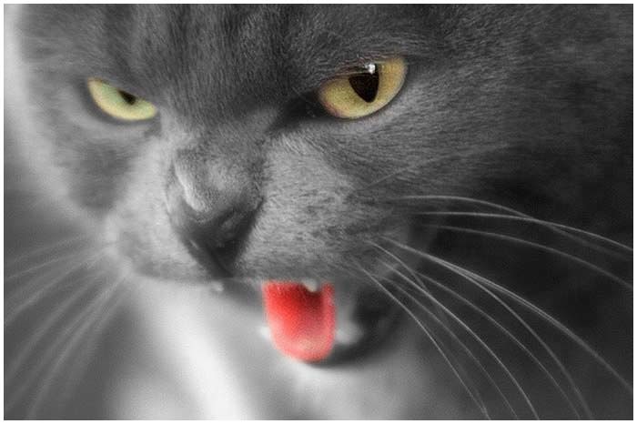 Шипит кот