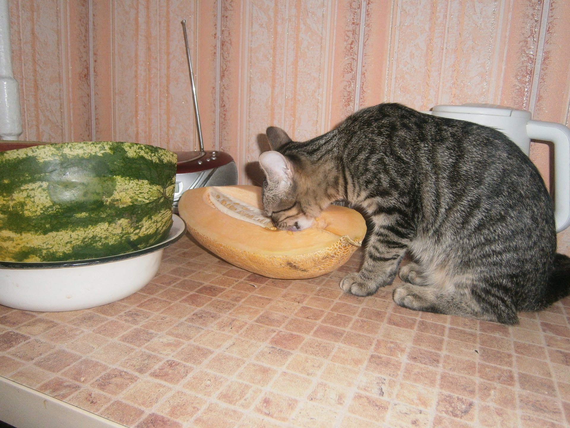 Камышовый кот просит поесть