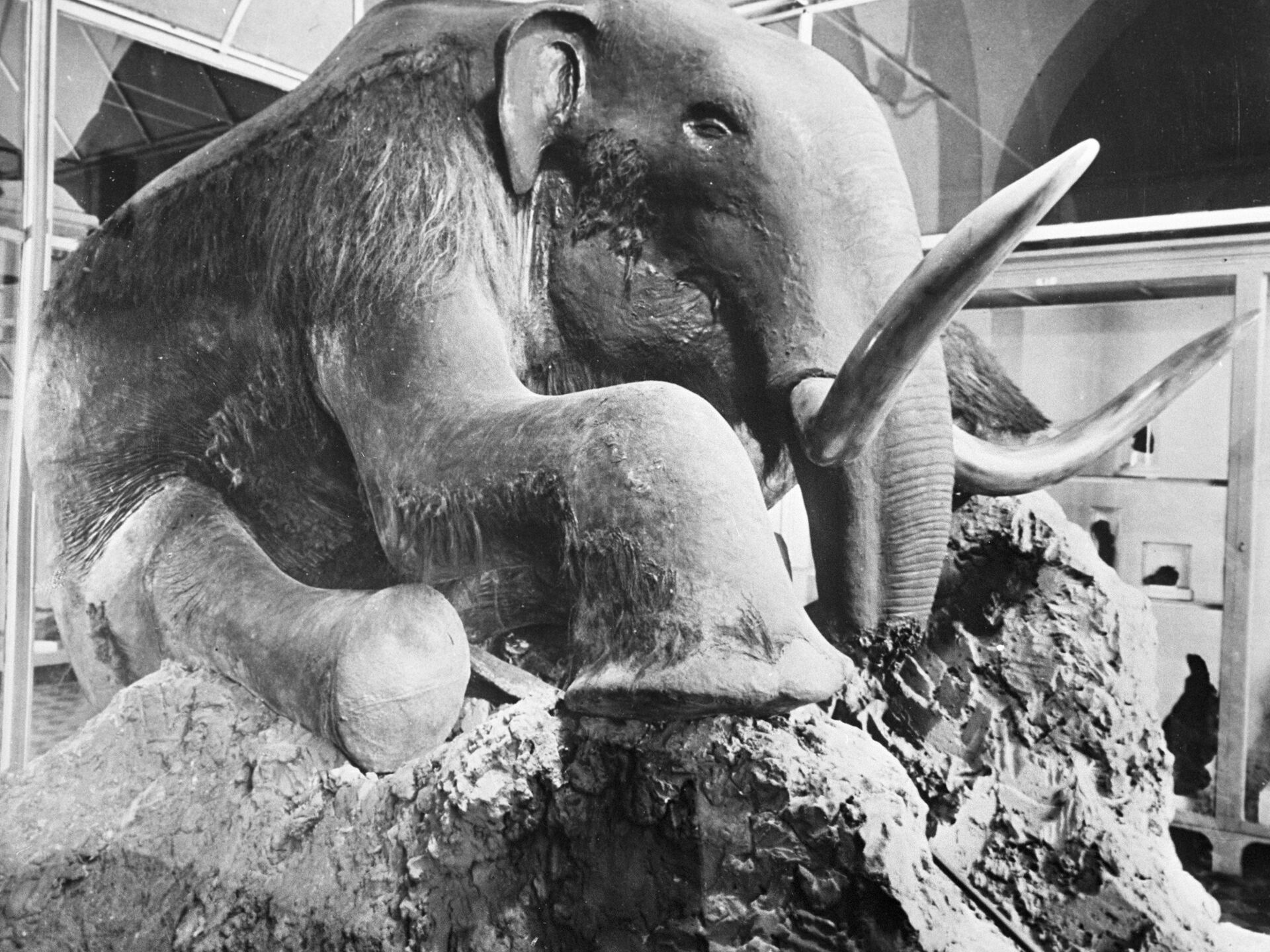 Хорошо сохранившийся мамонт. Зоологический музей Березовский мамонт. Березовский мамонт» (1901 год). Березовский мамонт 1900г.. Чучело Березовского мамонта.