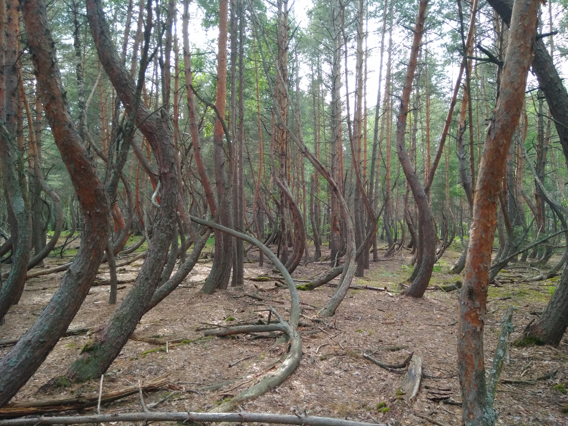 Танцующий лес Тырново Рязанская область