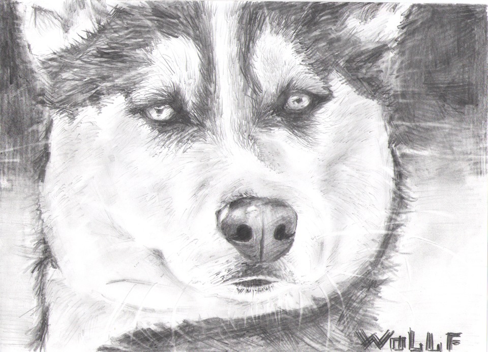 Ниссан и волк) — DRIVE2