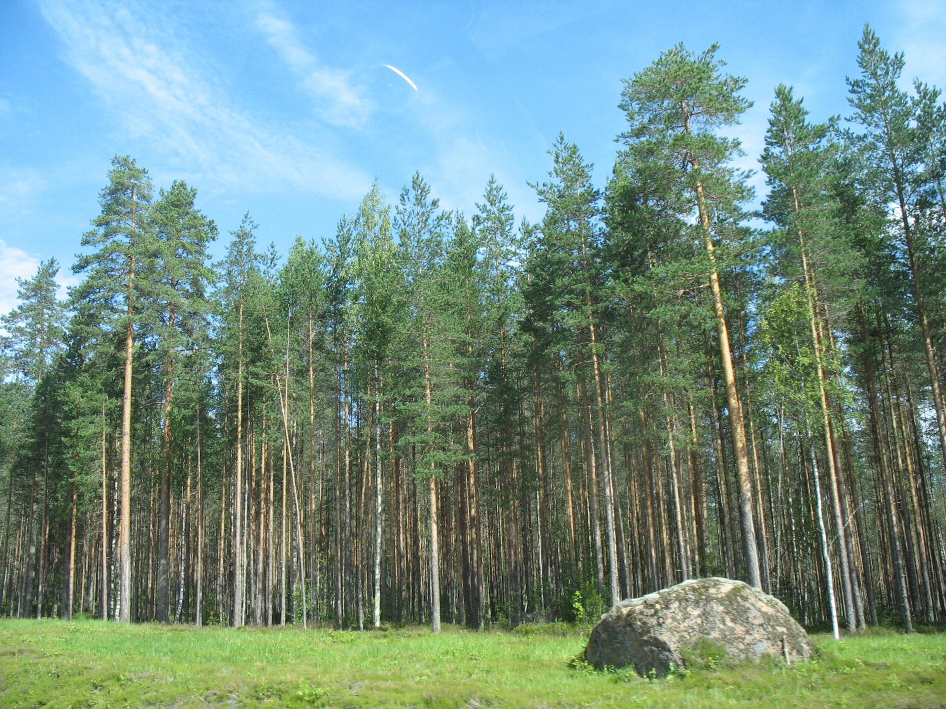 Карелия лес