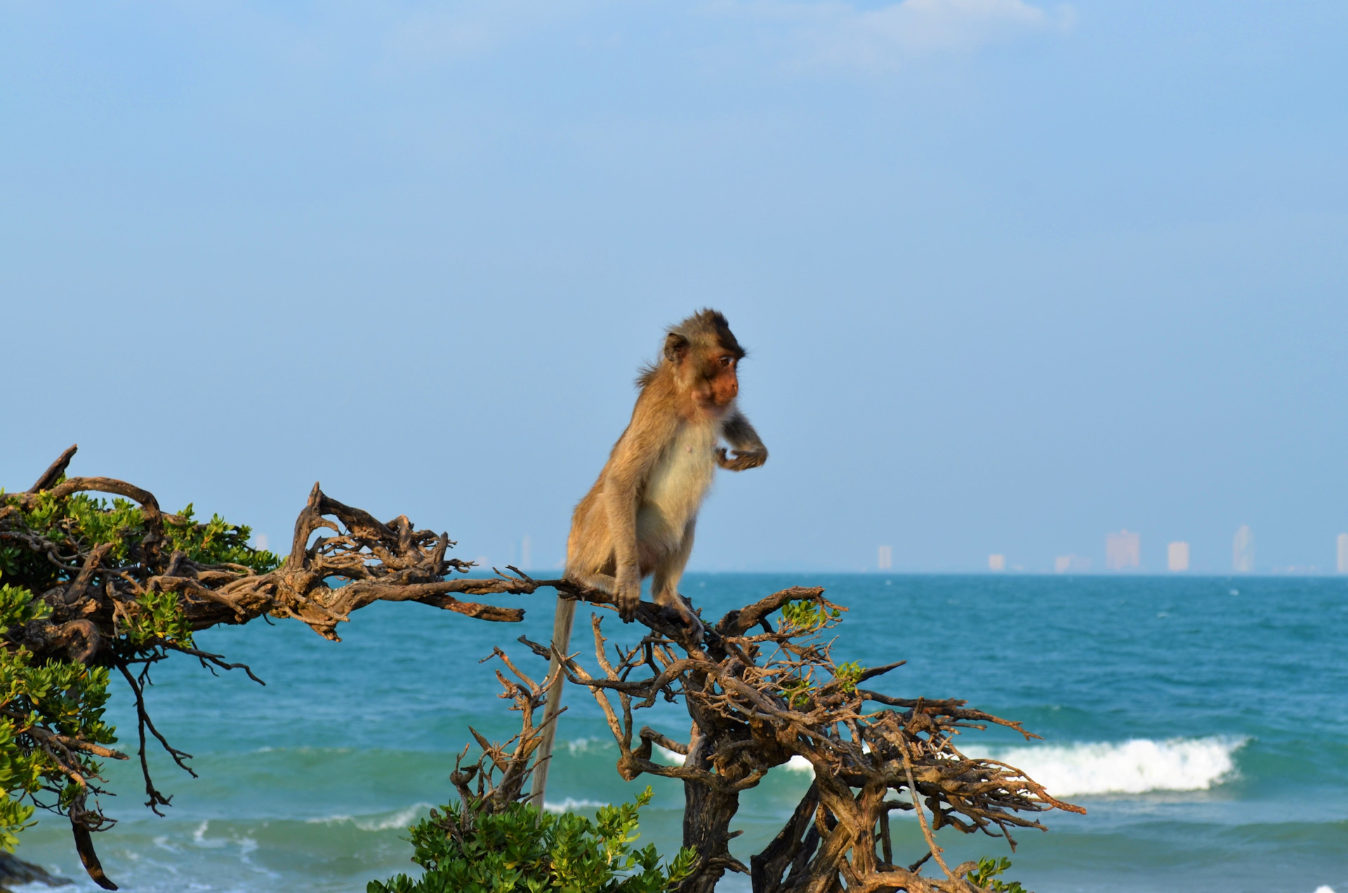хайнань остров обезьян