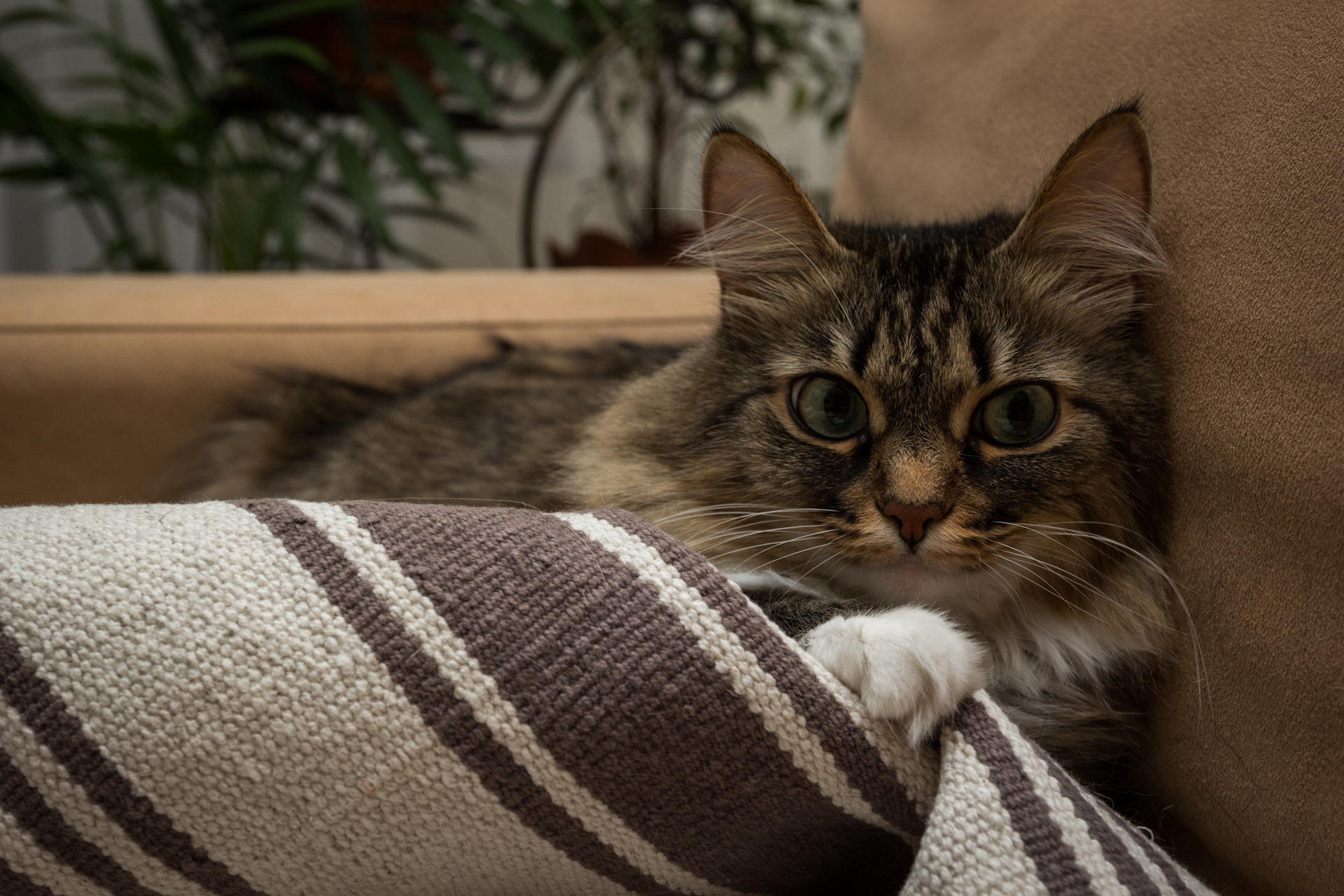 Alt cat