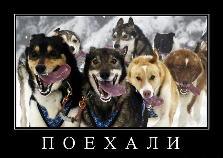 Мемы про корейцев и собак CHINESE FOOD funny pictures #34 YouTube