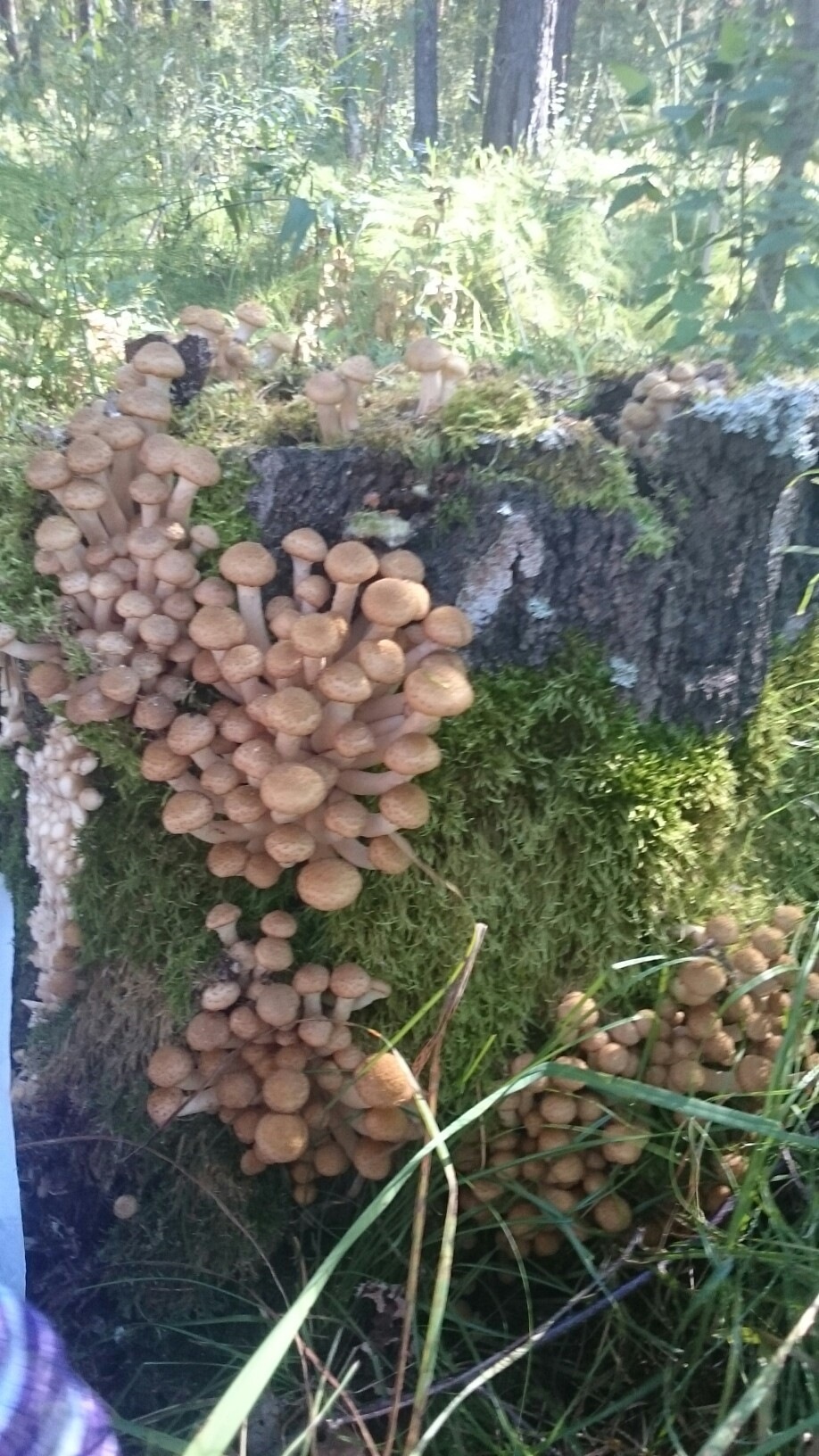 Осенние дары природы-летние опята - Фото Дом Солнца. Фотография 2