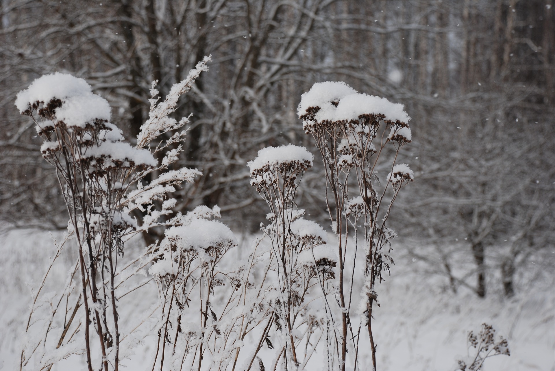улица деревья зима. сообщество снега. зима улица фонарь. сообщество снега. сообщество снега.
