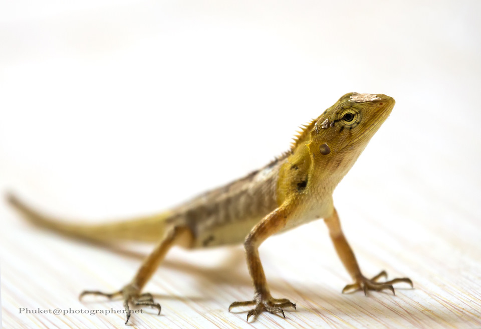 Новая ящерица в доме — Oriental Garden Lizard — Сообщество «Зверьё Моё ...