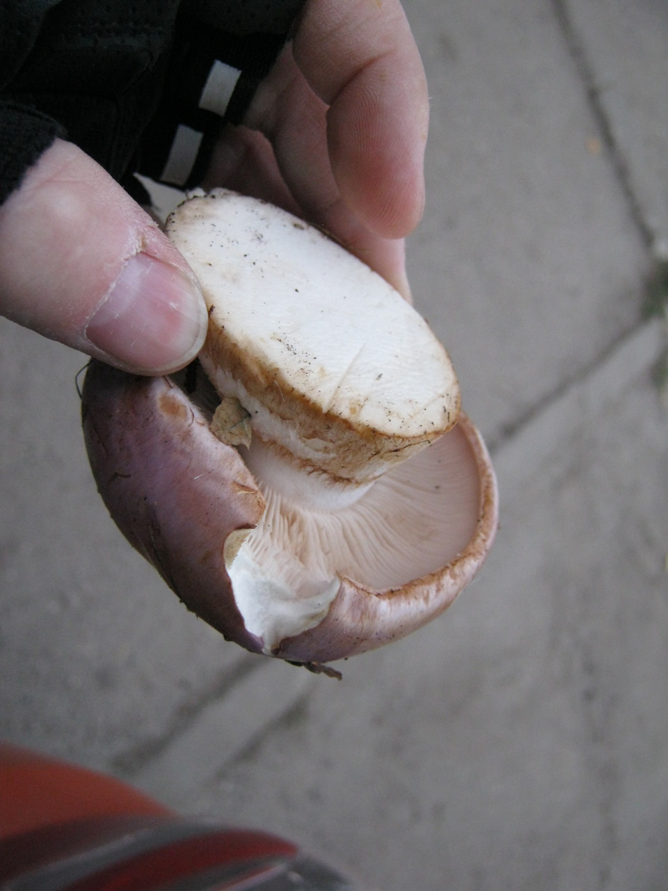 Фото в бортжурнале Lada Kalina Cross