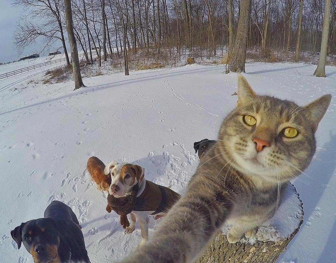 Селфи кот
