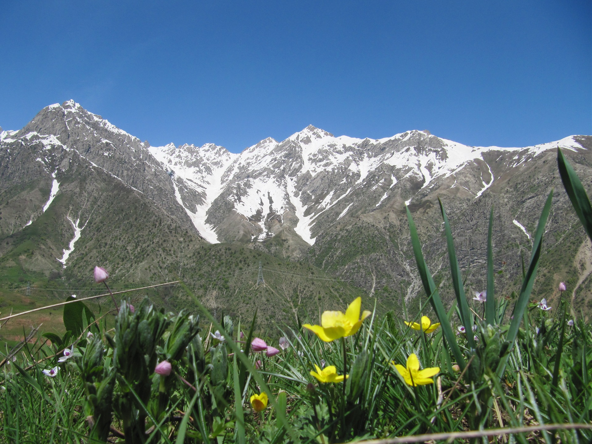 Таджикистан тюльпаны Ходжа-Оби гарм