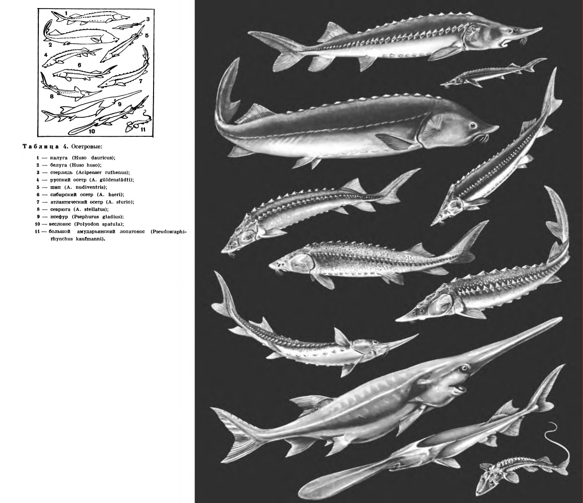 разновидности осетровых рыб названия и фото
