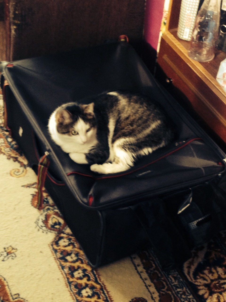 Небо, самолет, девушка — DRIVE2