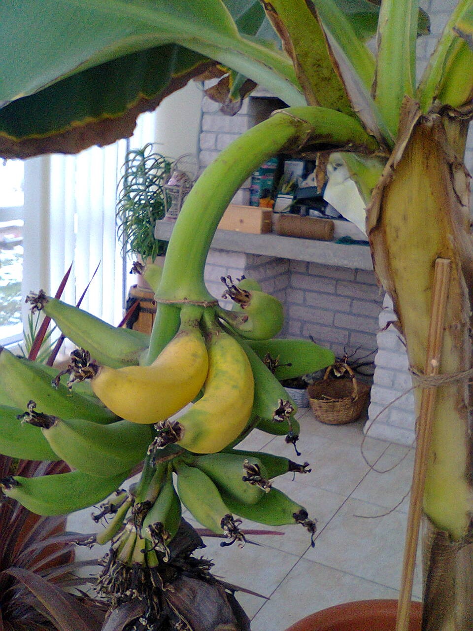 Банан комнатный