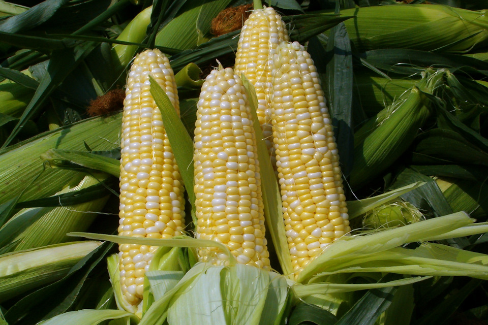 Путеводитель по альтернативному топливу для маньяков-органиков — DRIVE2