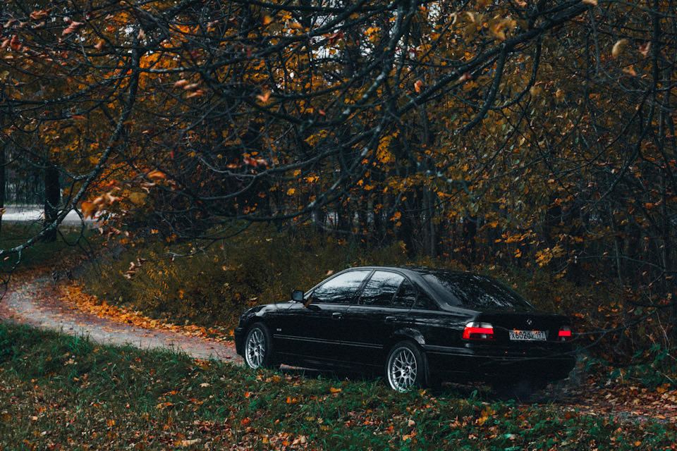 BMW В листьях