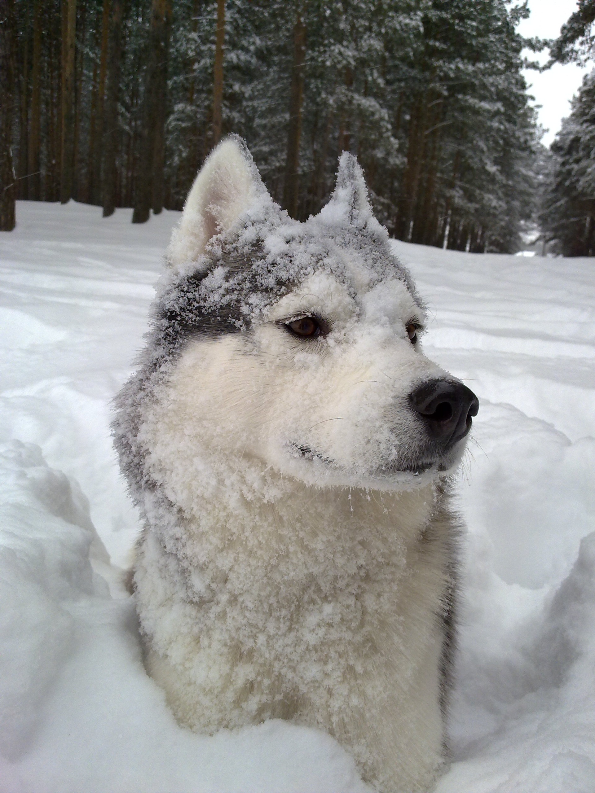 Собака снежок. Снежная собака. Снежные псы. Снебок собака.