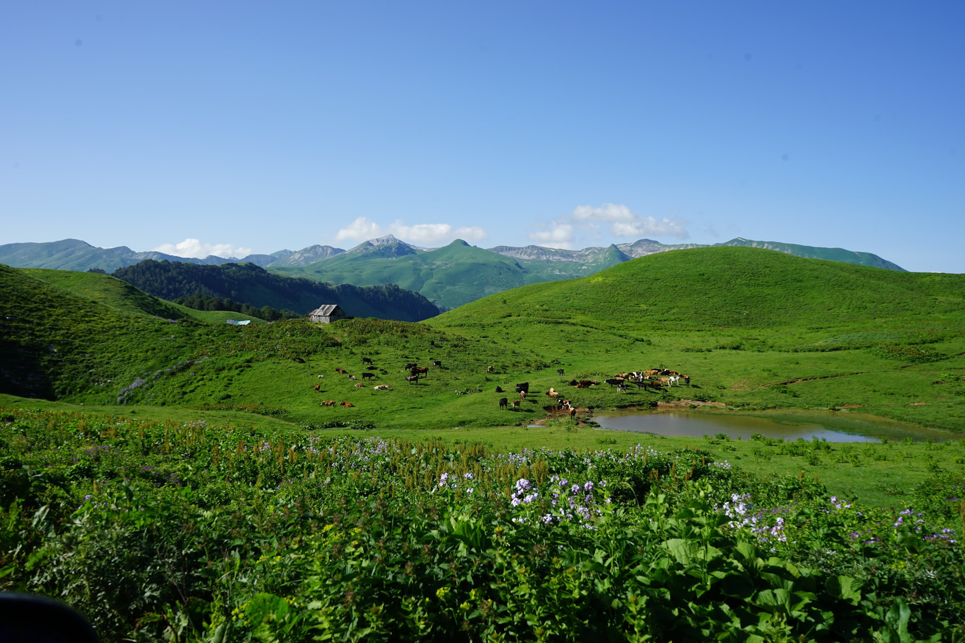 Абхазия зелёные Альпийские Луга