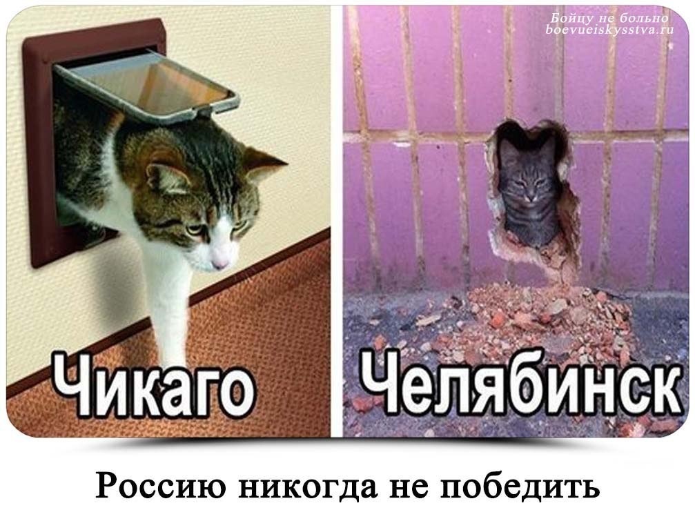 Кот явно переигрывает на фото