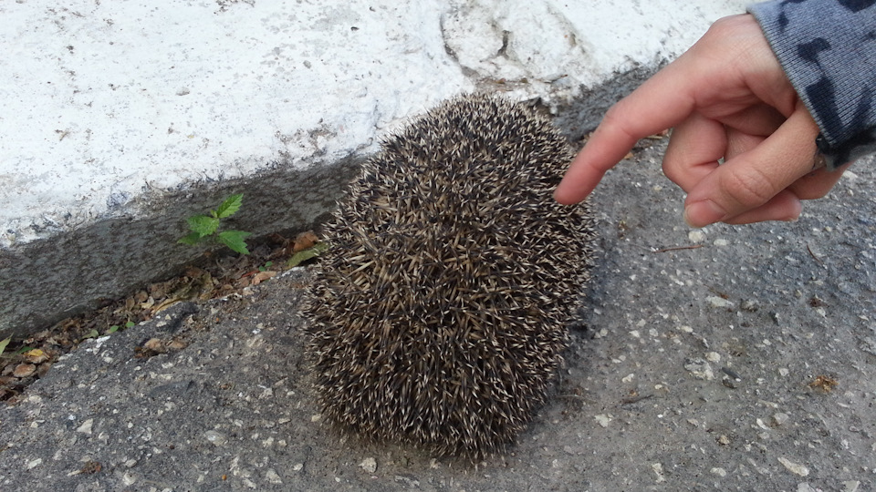 Перевод на русский блоков предохранителей. — DRIVE2