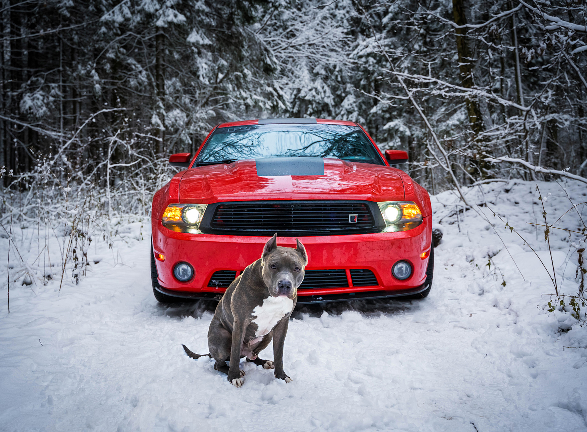 Ford Mustang 2013 лес зимний