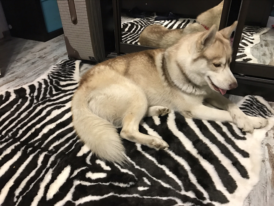 Хаски в добрые руки. Кому нужна хаски в добрые руки. Собака хаски отдать. Обои хаски щенки. Хаски которая отдается в московской области.