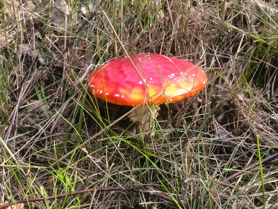 Конкурс "Самый красивый гриб" — Сообщество «Грибники DRIVE2» на DRIVE2