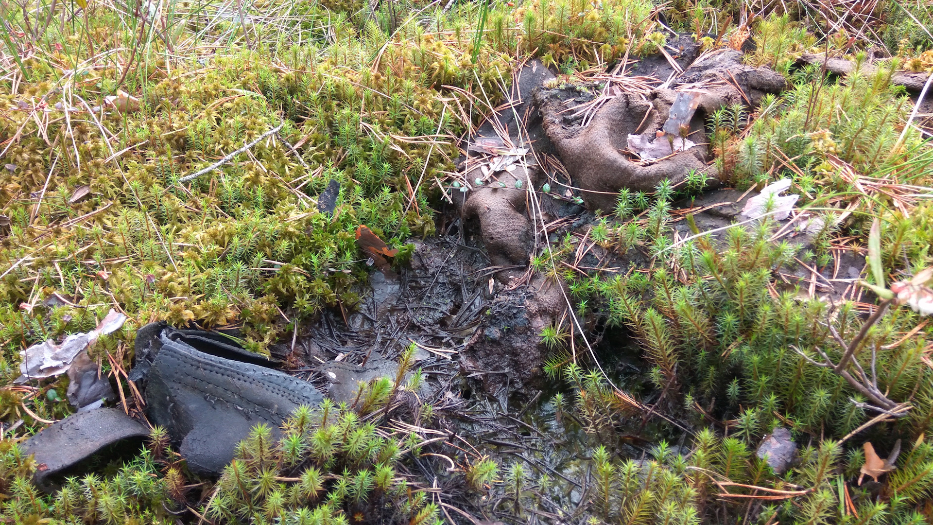 урочище лексур. березняк на болоте. хлебное болото лейпясуо. оопт хамитовские болота. хлебное болото.