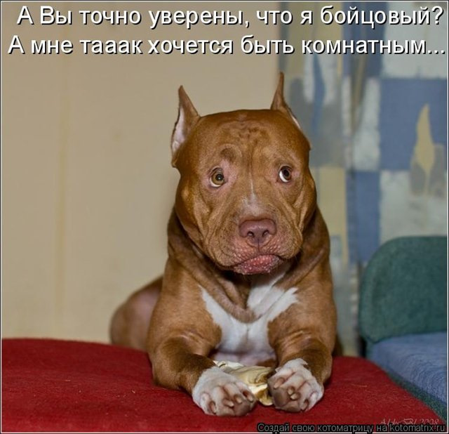 Стаффы смешные картинки, дед морозом открытки