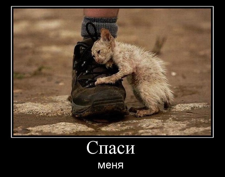 Я обязательно выживу котик