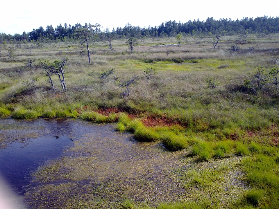 Вечнозеленые болото. Березинский заповедник болото. Болото куйстлемма Эстония. Серкана болота. Итальянские болота.
