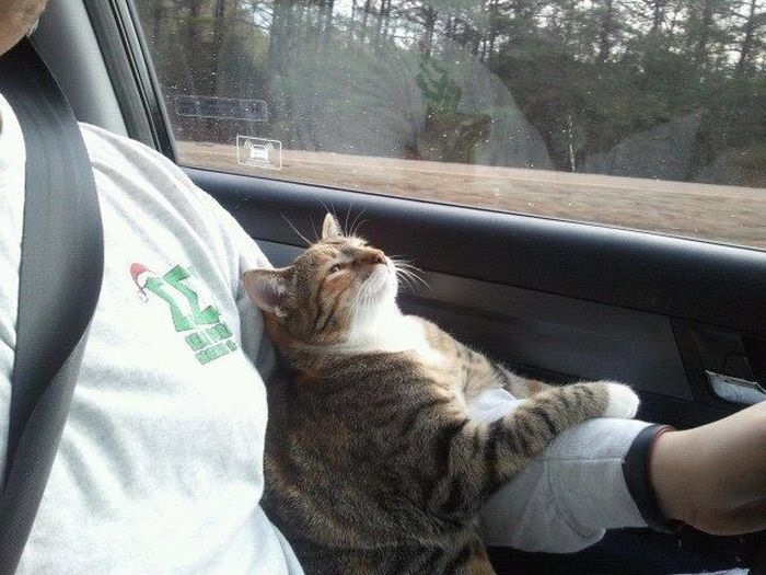 Перевозка кота в автомобиле. — Сообщество «Автомобили и Животные DRIVE2» на  DRIVE2
