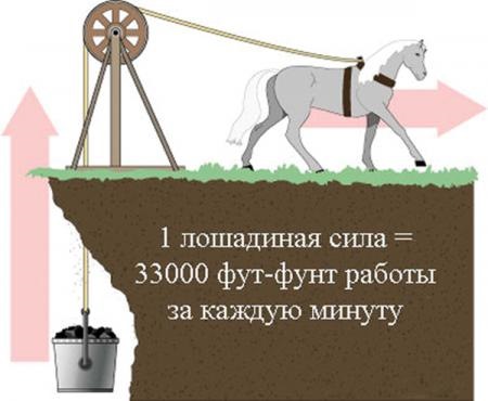 Сколько в человеке лошадиных