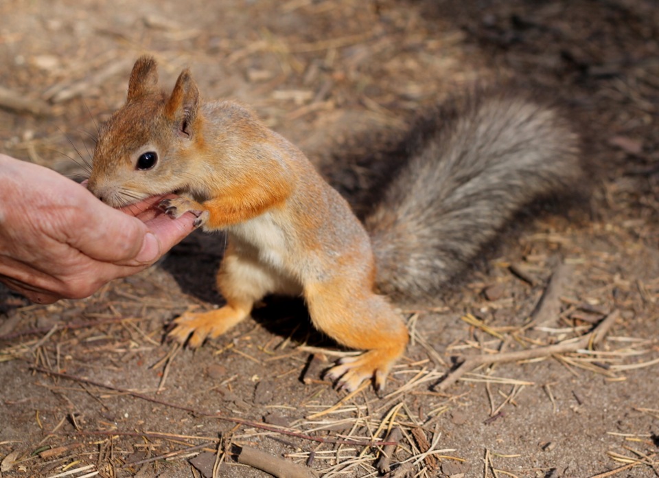 коричневая белка. природа и животные. самая маленькая белка. милые бельчата. белка с бельчатами.