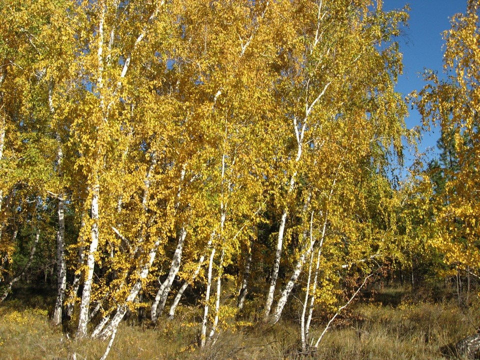Осений лес — DRIVE2