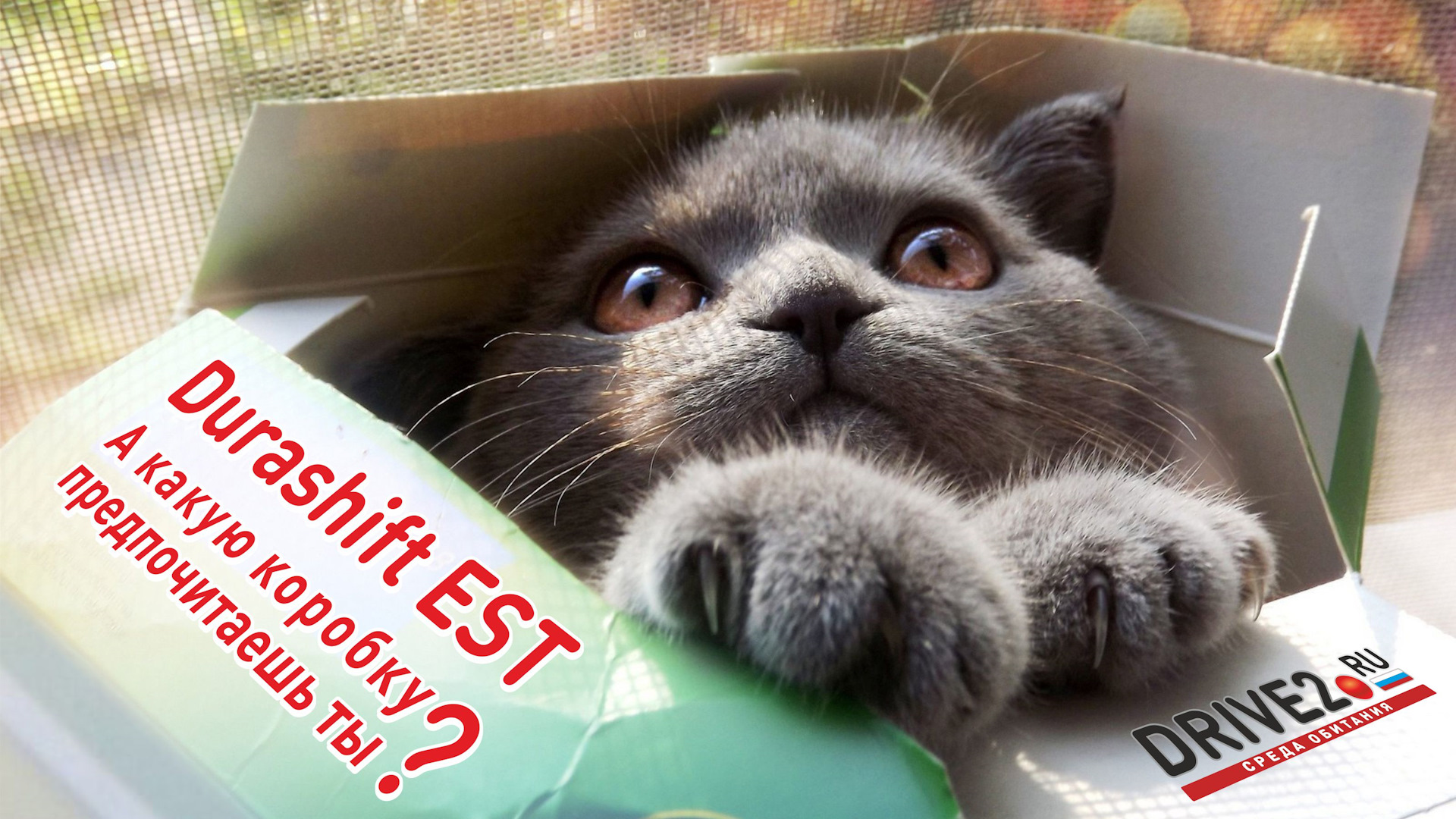 Котик в коробке