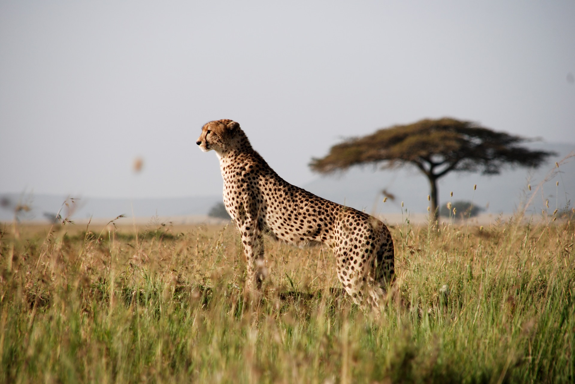 Гепард в Африке