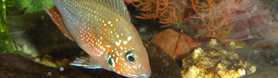 Сообщество Аквариум (и его обитатели) — DRIVE2.RU