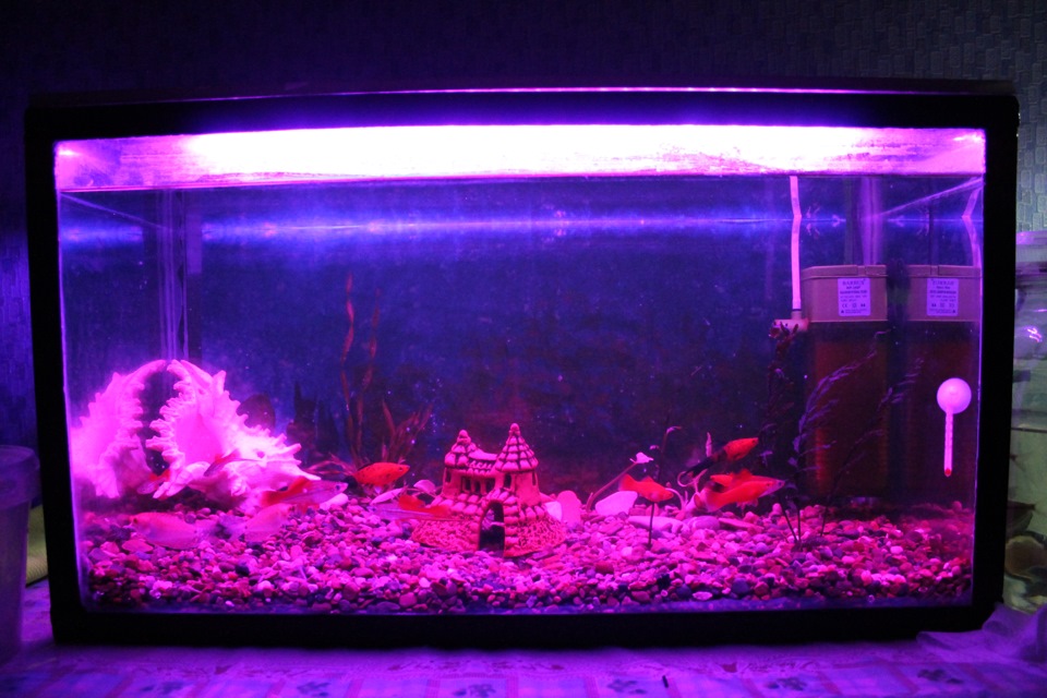 Освещение и аквариум с растениями