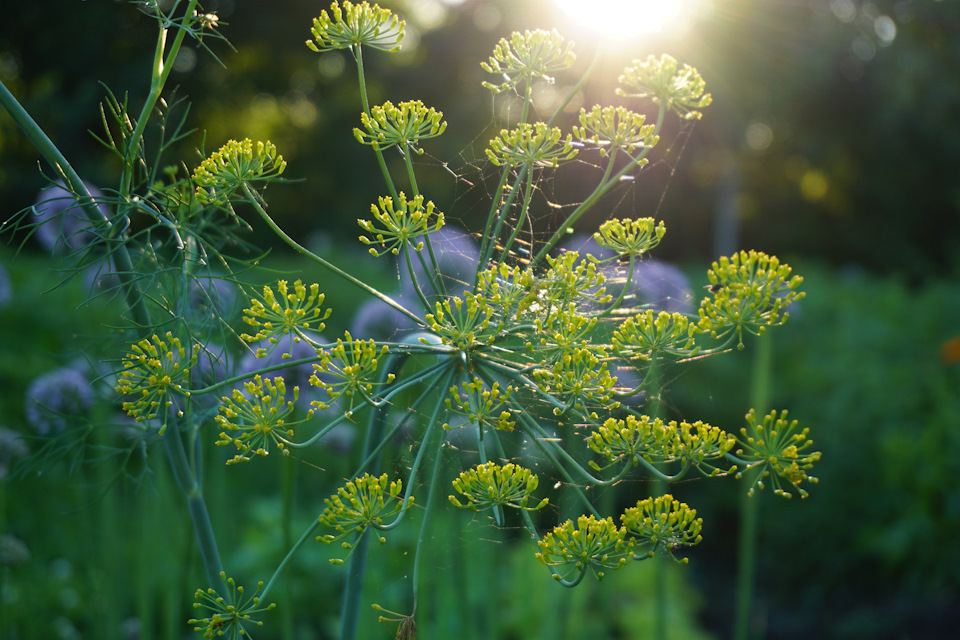 Фото в бортжурнале Nissan Murano II
