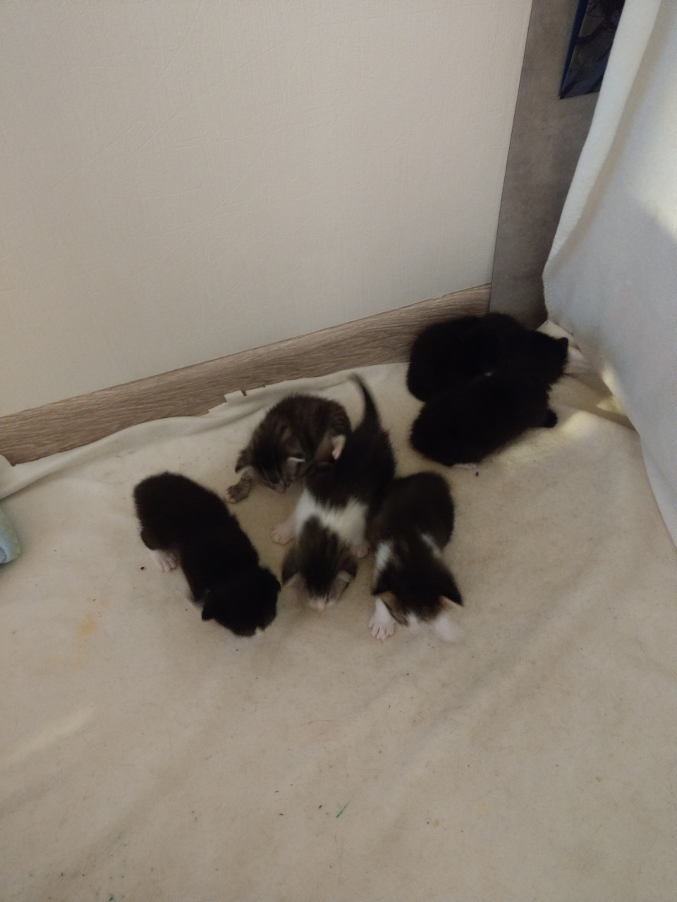 Фото в бортжурнале Skoda Kodiaq (1G)