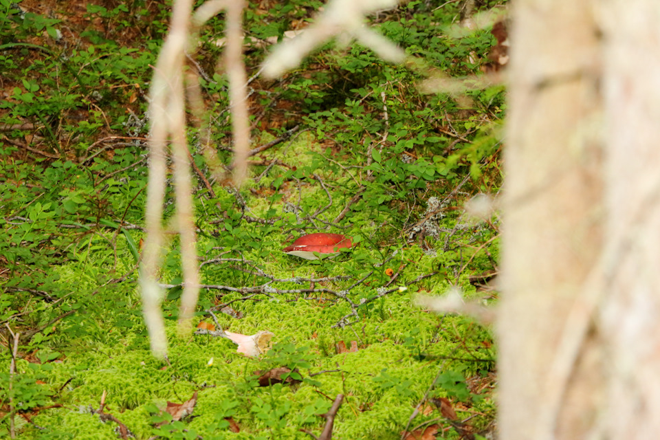 Фото в бортжурнале Mitsubishi Pajero (4G)