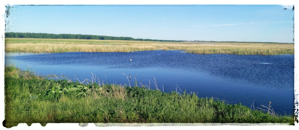 какая рыба водится в озере лебяжье. Смотреть фото какая рыба водится в озере лебяжье. Смотреть картинку какая рыба водится в озере лебяжье. Картинка про какая рыба водится в озере лебяжье. Фото какая рыба водится в озере лебяжье