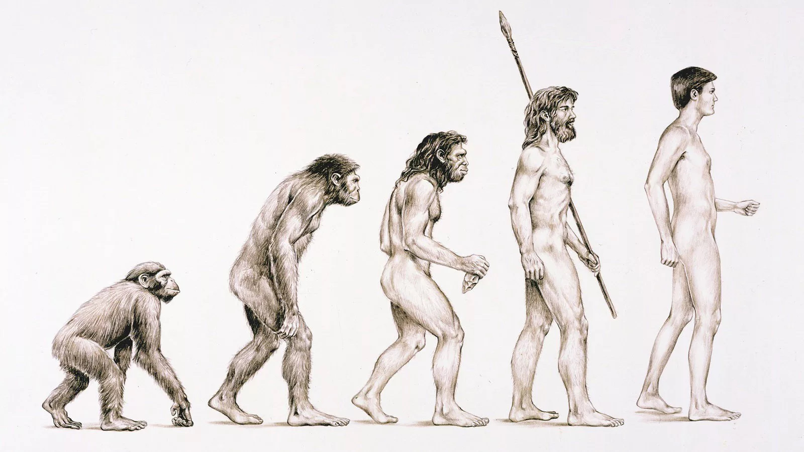 Цепочка Дарвина эволюционная