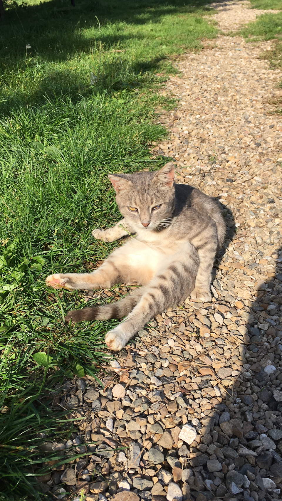 кот из шрека — Opel Insignia (1G)